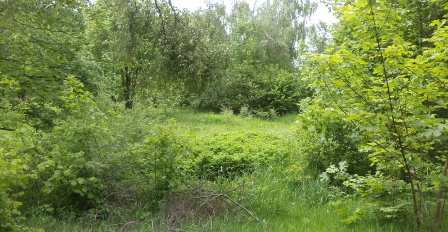 Mezihorská