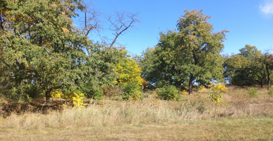 Doubravice u Dvora Králové