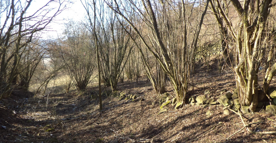 Prodej pozemku Trmice