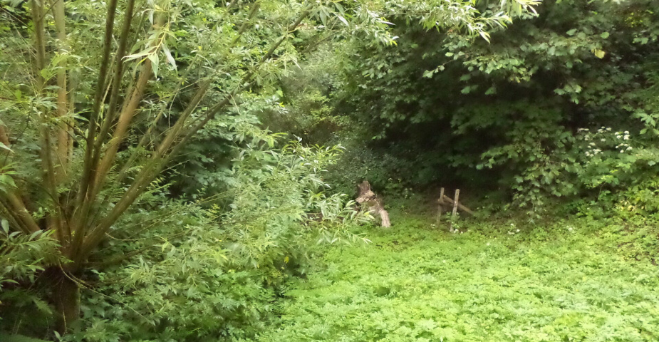 Prodej pozemku Prorubky