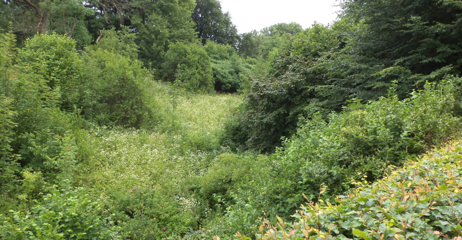 Prodej pozemku Prorubky