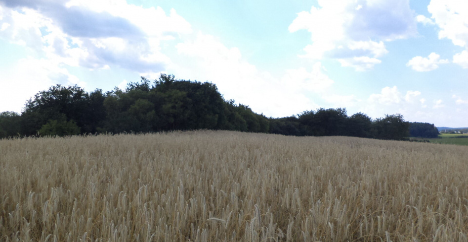 prodej pozemků k.ú. Tachov