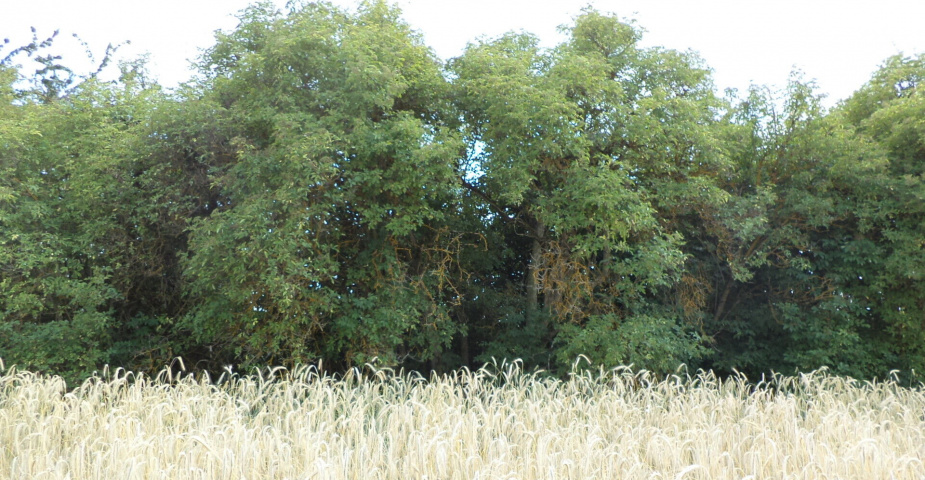 prodej pozemků k.ú. Tachov