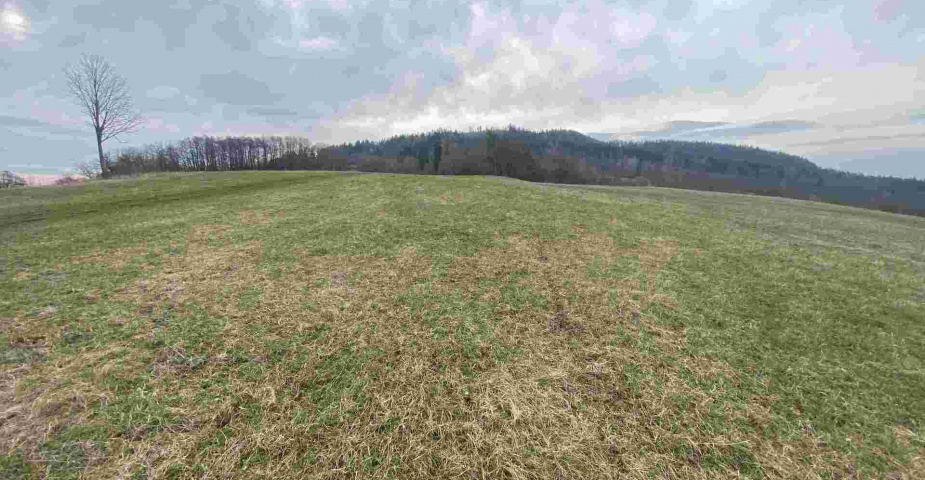 prodej pozemků k.ú Vesec pod Kozákovem