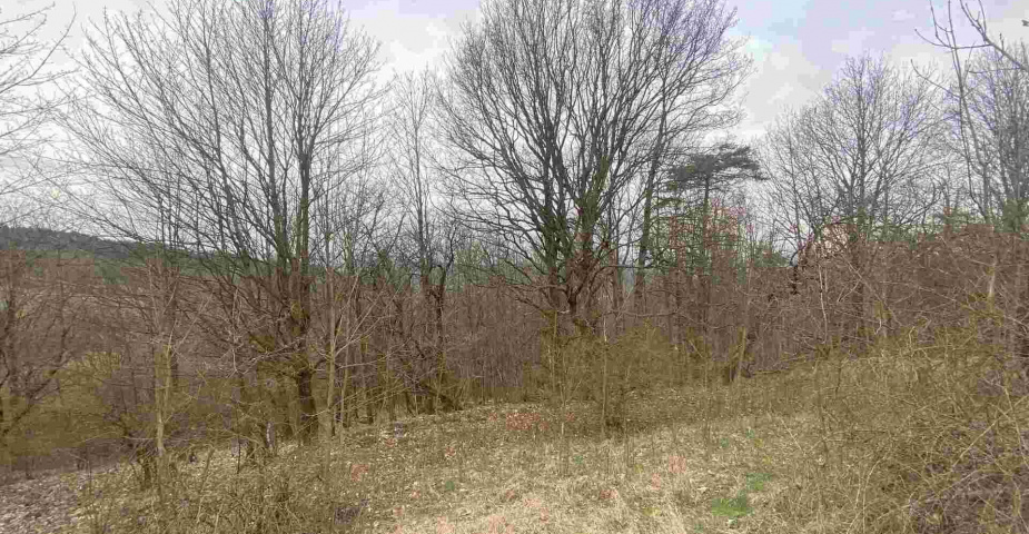 prodej pozemků k.ú Vesec pod Kozákovem