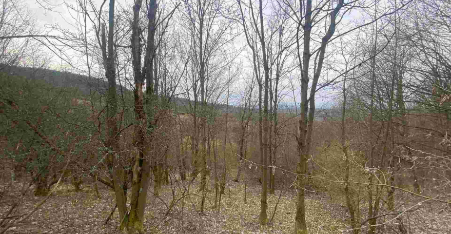 prodej pozemků k.ú Vesec pod Kozákovem