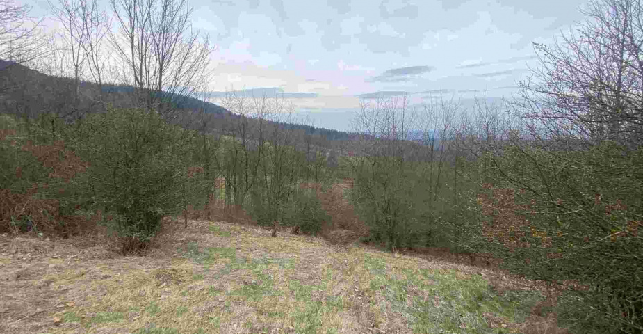 prodej pozemků k.ú Vesec pod Kozákovem