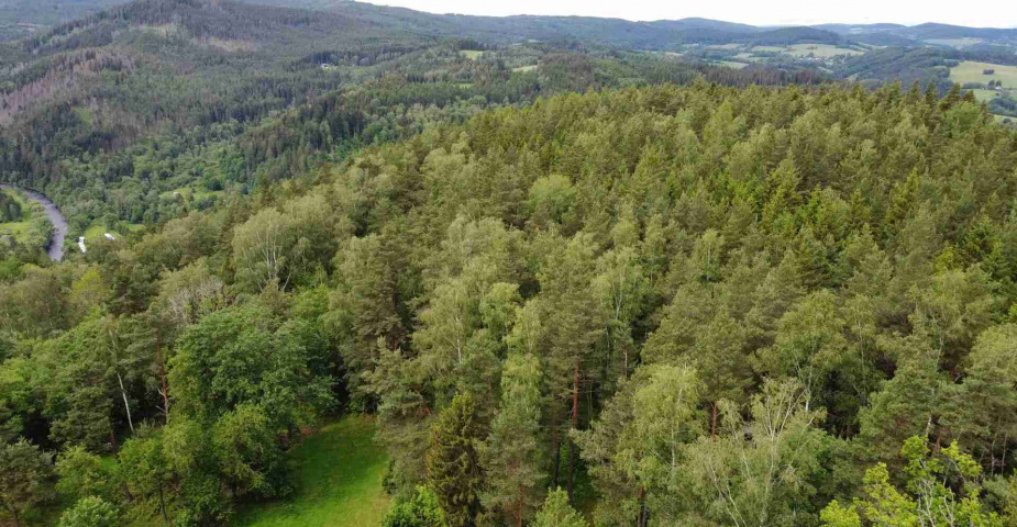 dražba pozemku k.ú. Rejštejn