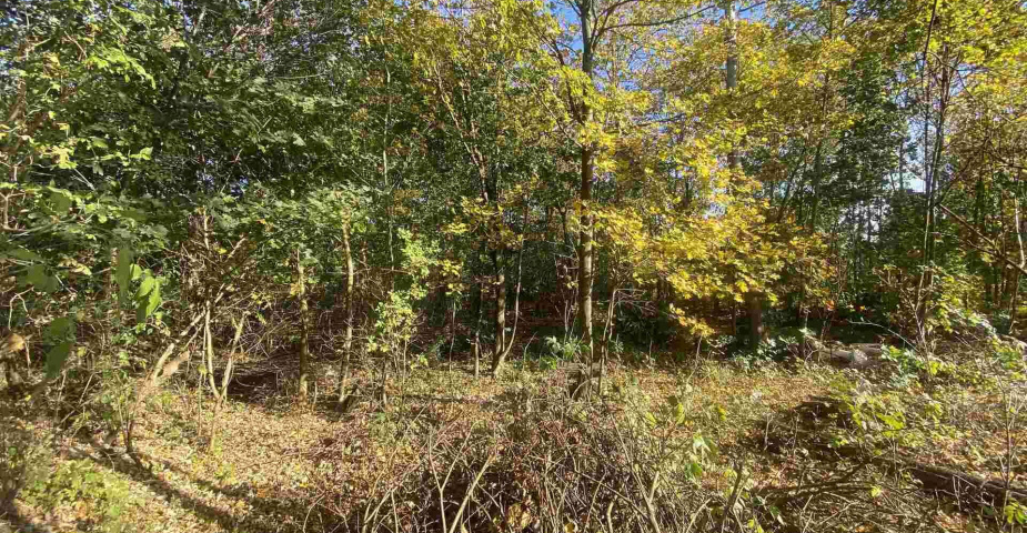 Prodej pozemku Zdislava