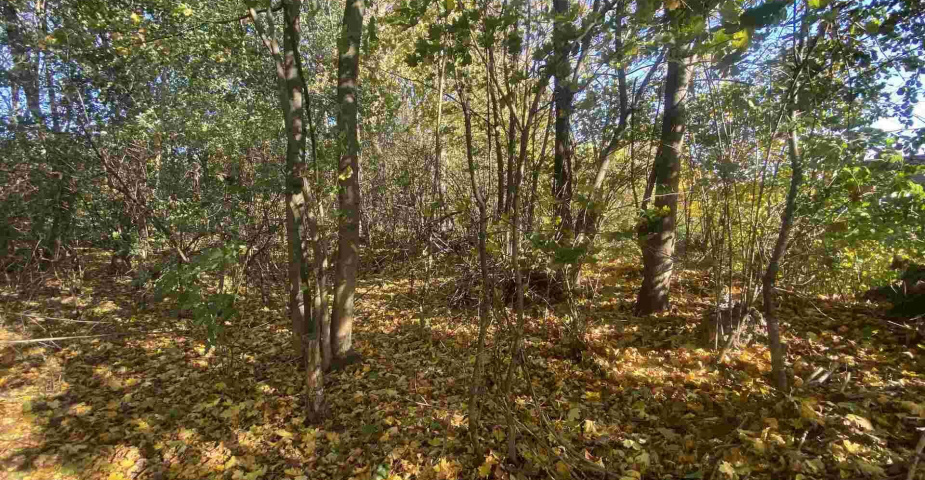 Prodej pozemku Zdislava