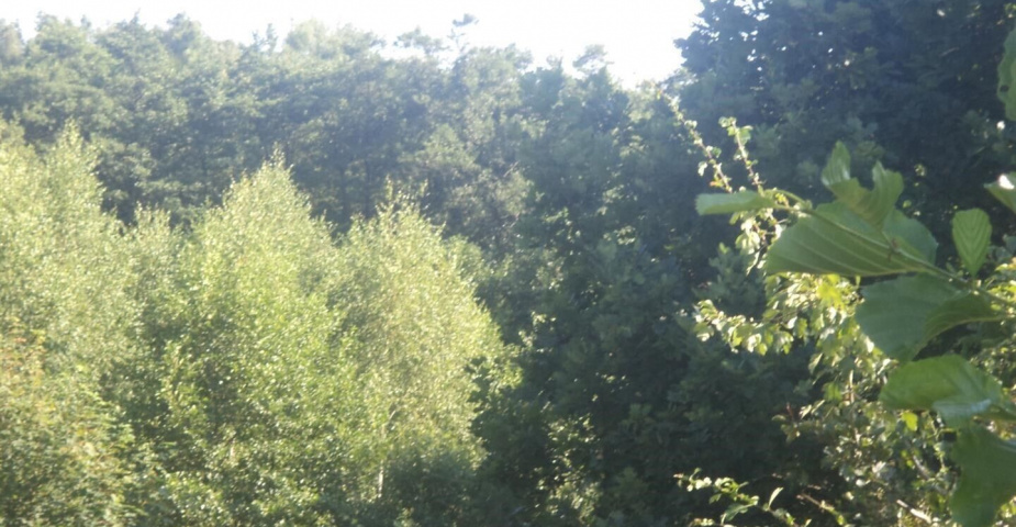 Pozemek Dětmarovice