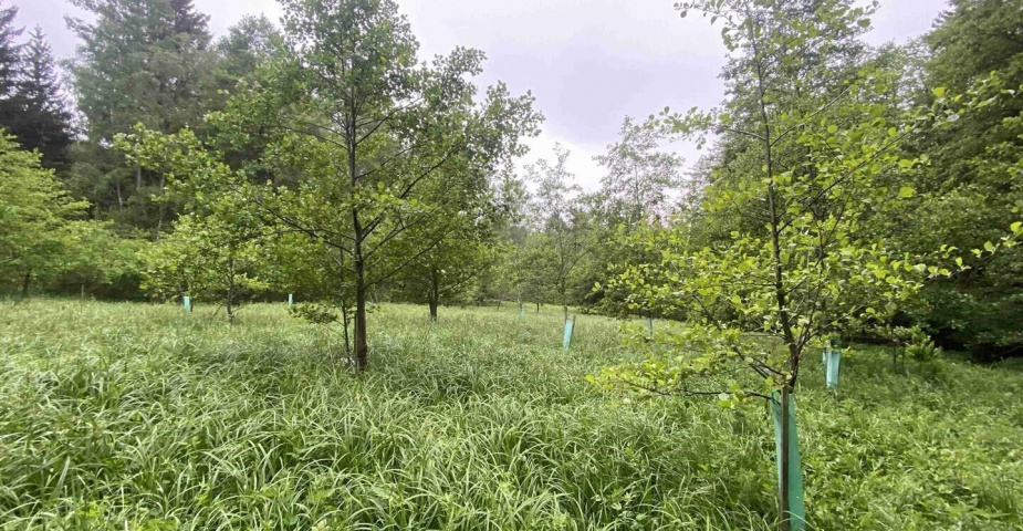 prodej pozemku k.ú. Divišovice u Děpoltic