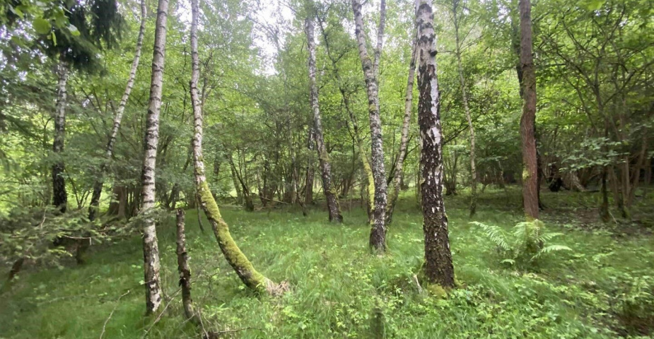 prodej pozemku k.ú. Divišovice u Děpoltic