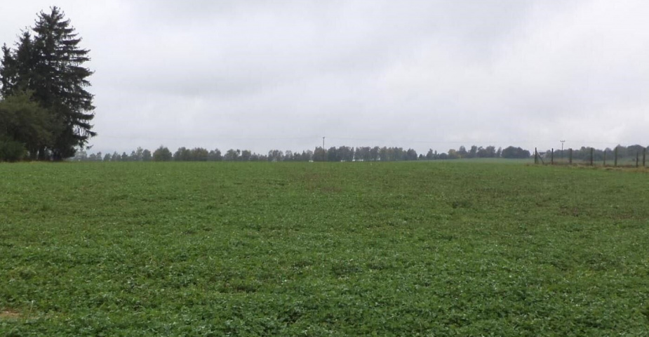 Prodej pozemku Ločenice