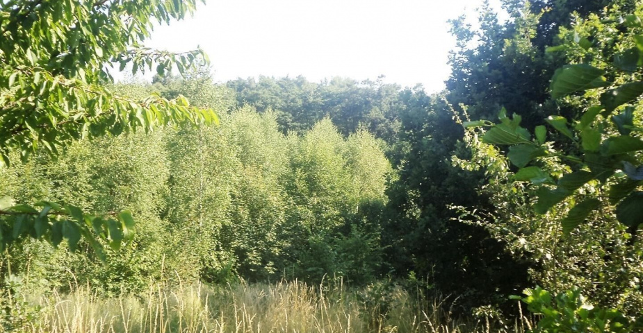 Pozemek Dětmarovice