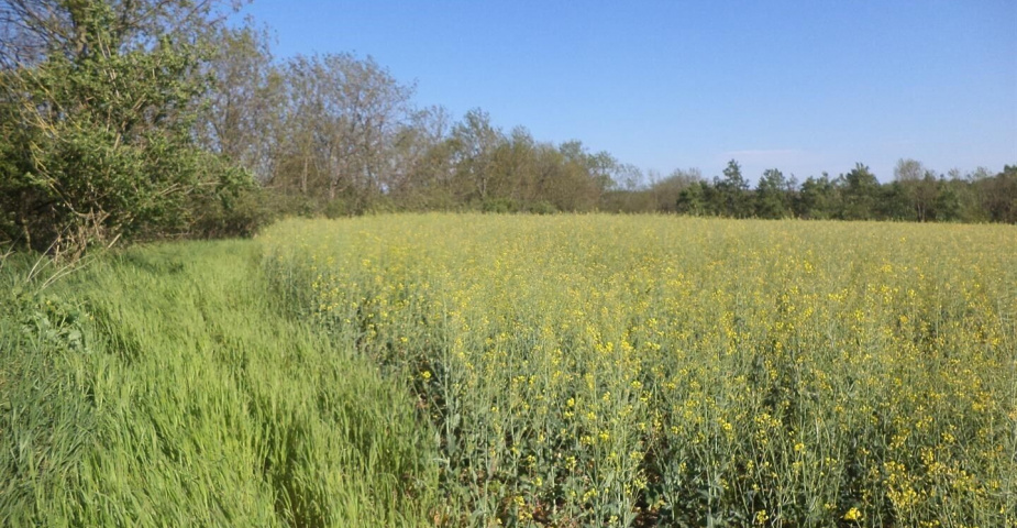 Prodej pozemku Úvaly u Prahy