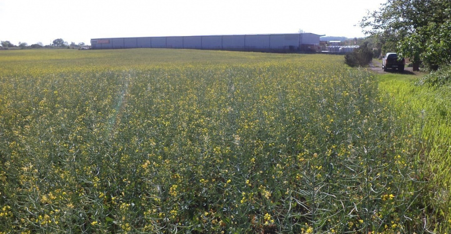 Prodej pozemku Úvaly u Prahy