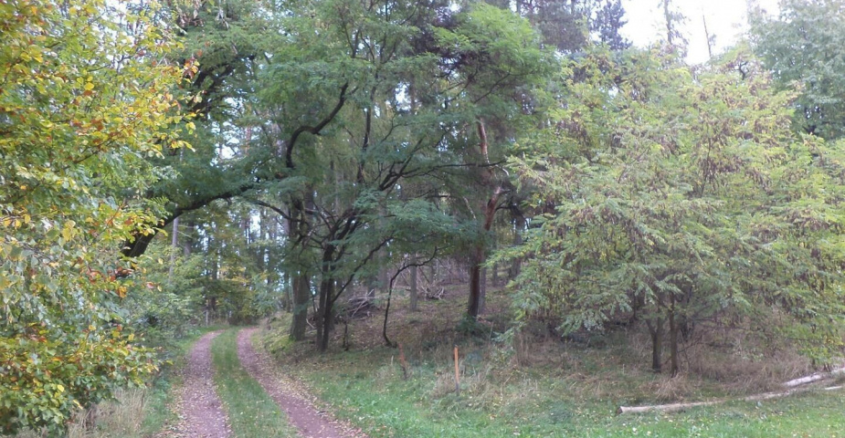 Prodej pozemku Uhlíře, obec Lázně Bělohrad